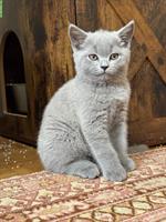 2 BKH Kitten in der Farbe Blue