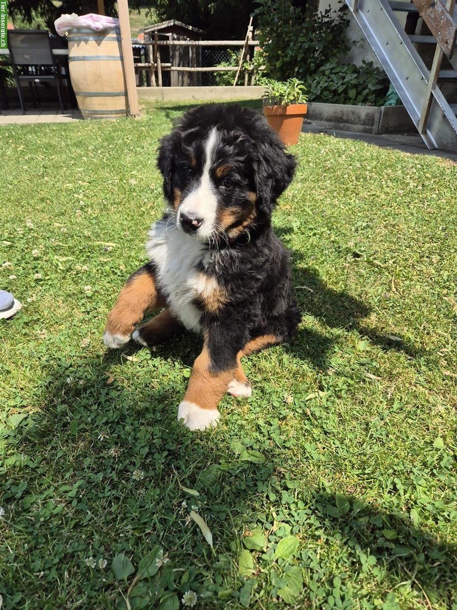 Berner Sennenhund Welpe, Rüde sucht ein Zuhause