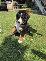 Berner Sennenhund Welpe, Rüde sucht ein Zuhause