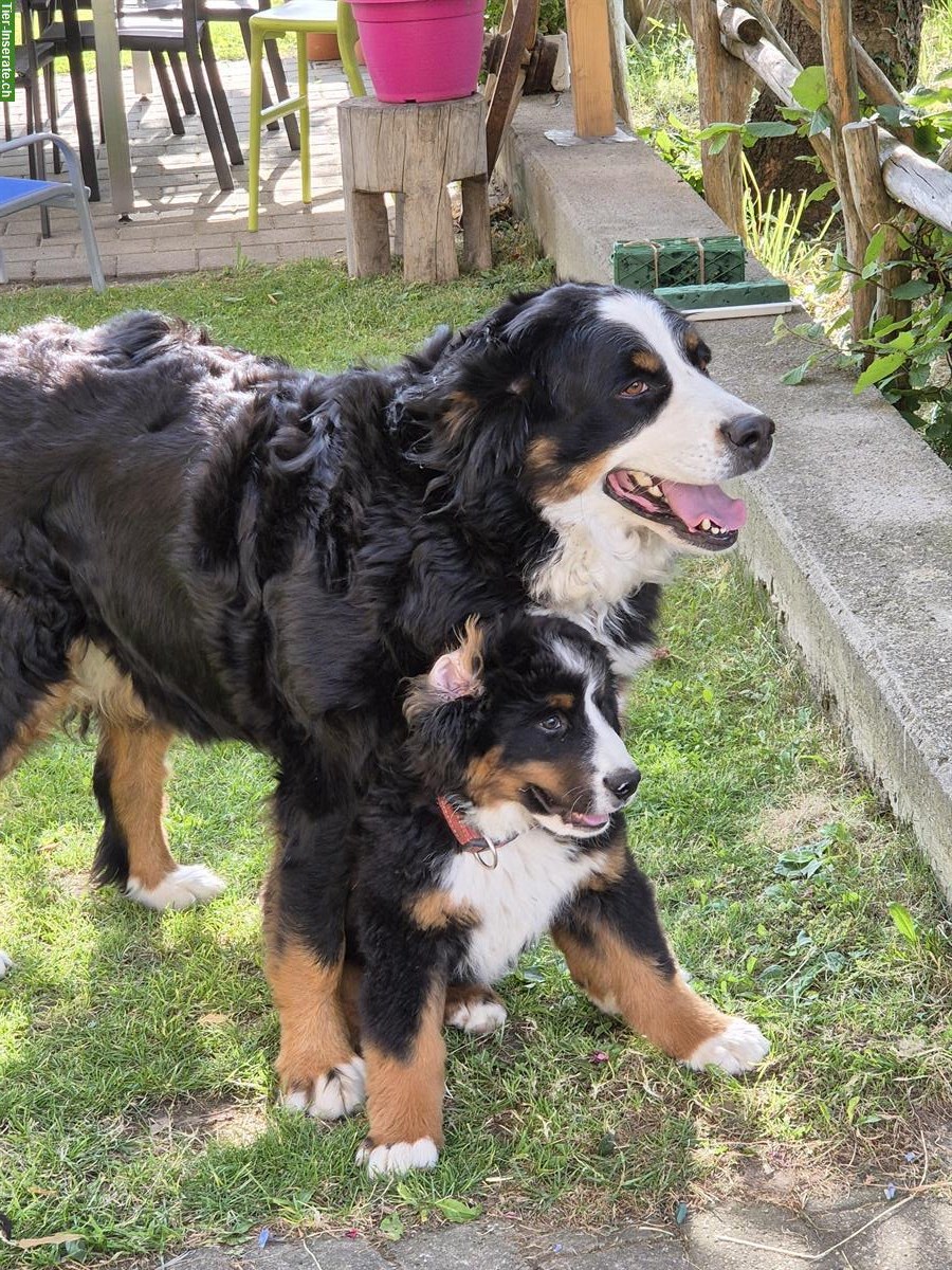 Bild 3: Berner Sennenhund Welpe, Rüde sucht ein Zuhause