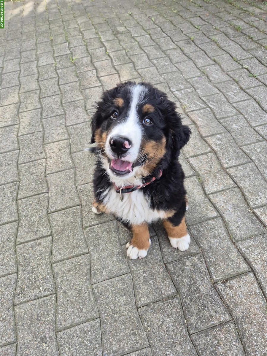 Bild 4: Berner Sennenhund Welpe, Rüde sucht ein Zuhause