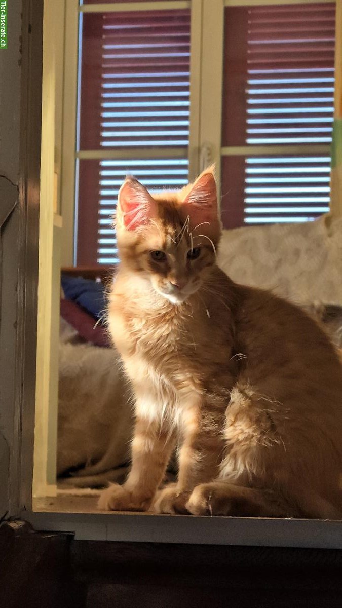 Reinrassiger Maine Coon Kater Zeus
