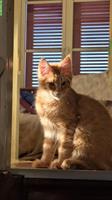 Reinrassiger Maine Coon Kater Zeus