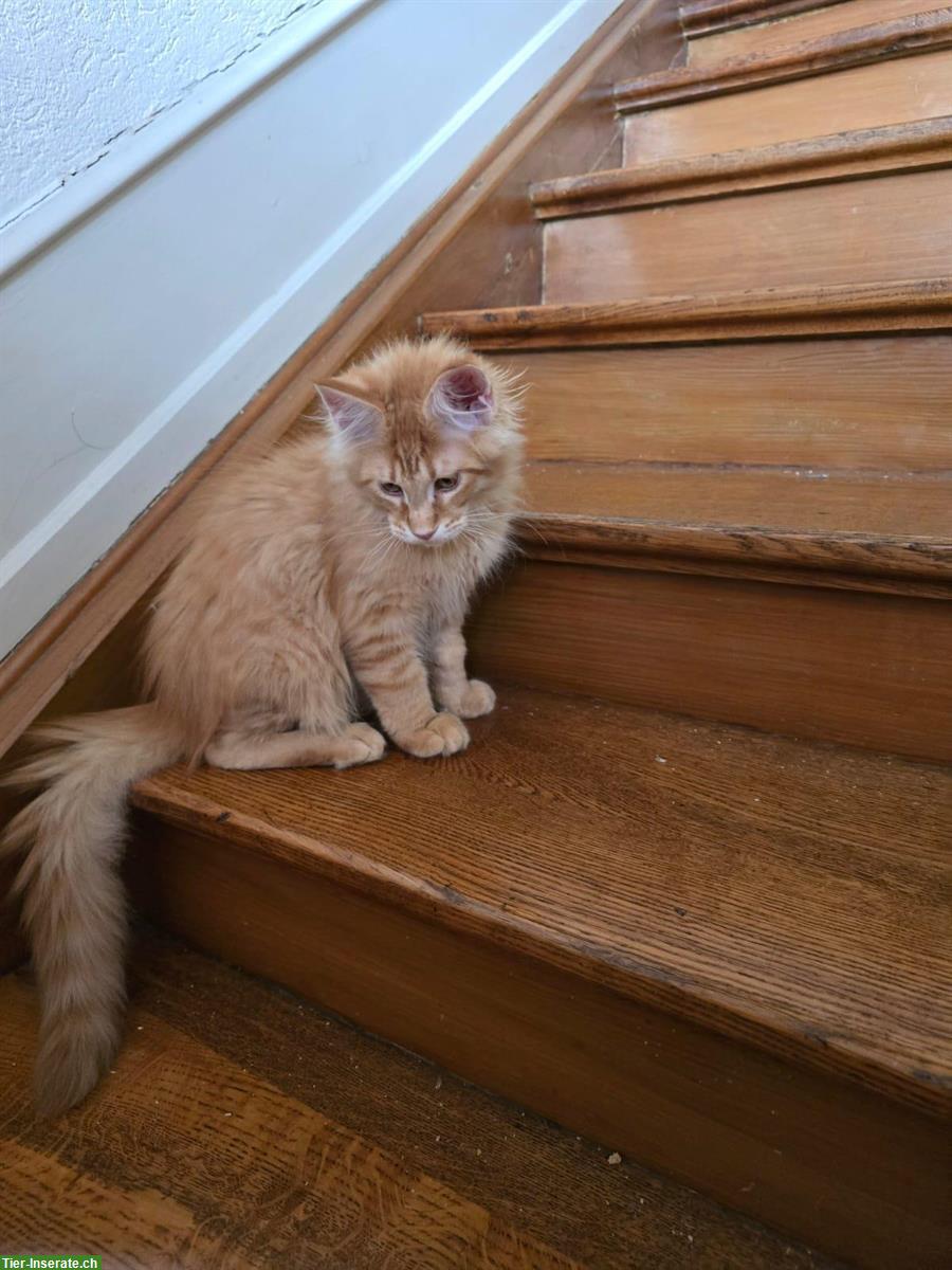 Bild 2: Reinrassiger Maine Coon Kater Zeus