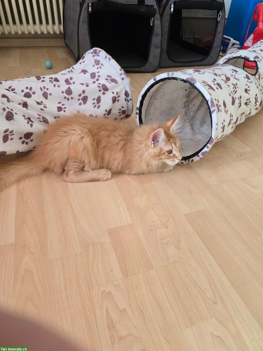 Bild 3: Reinrassiger Maine Coon Kater Zeus