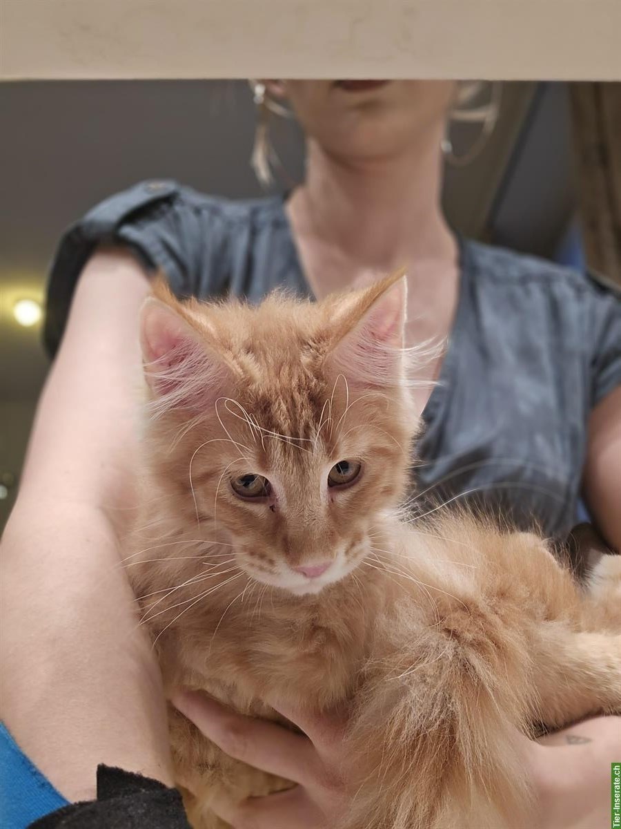 Bild 4: Reinrassiger Maine Coon Kater Zeus