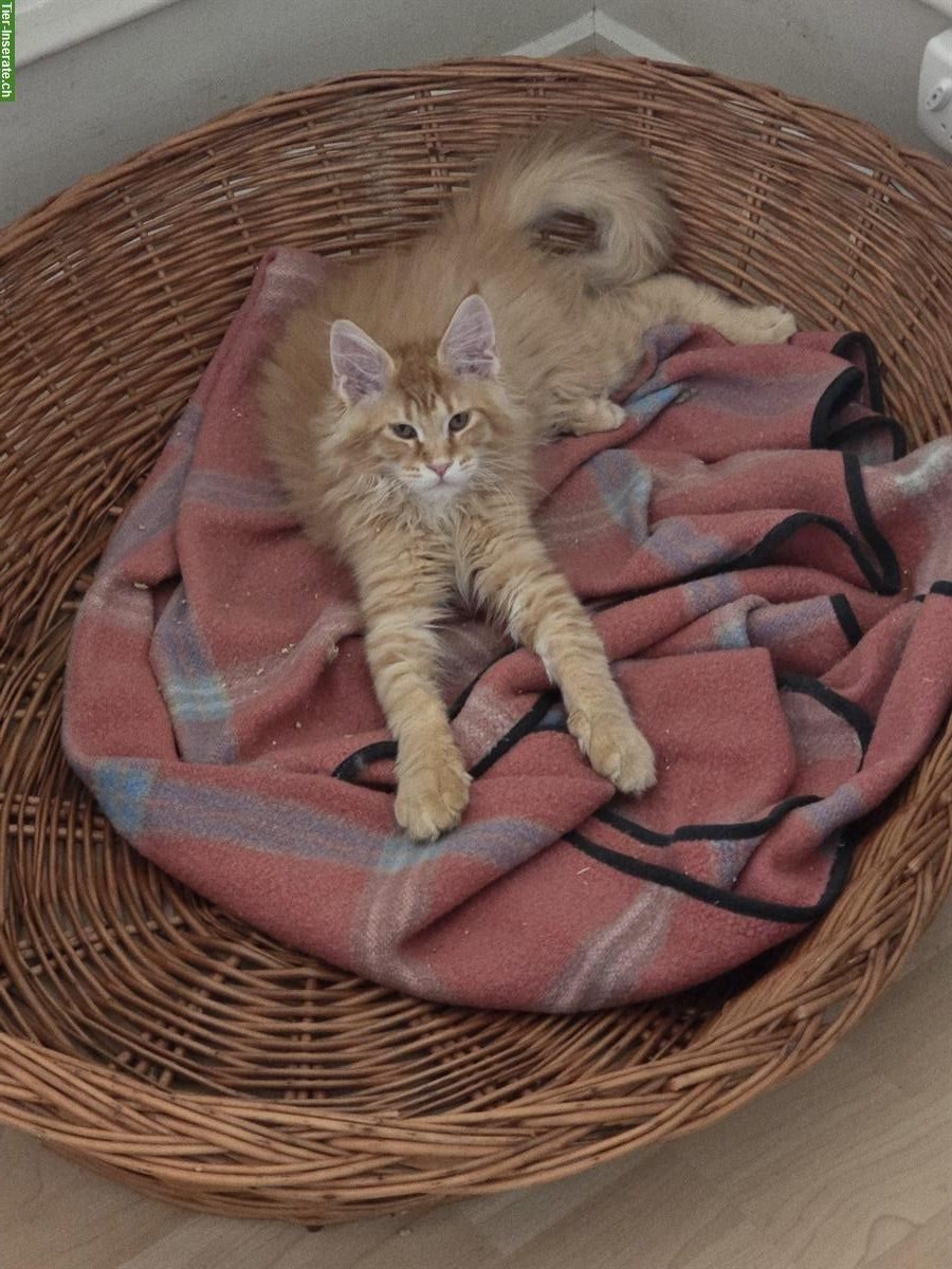 Bild 5: Reinrassiger Maine Coon Kater Zeus