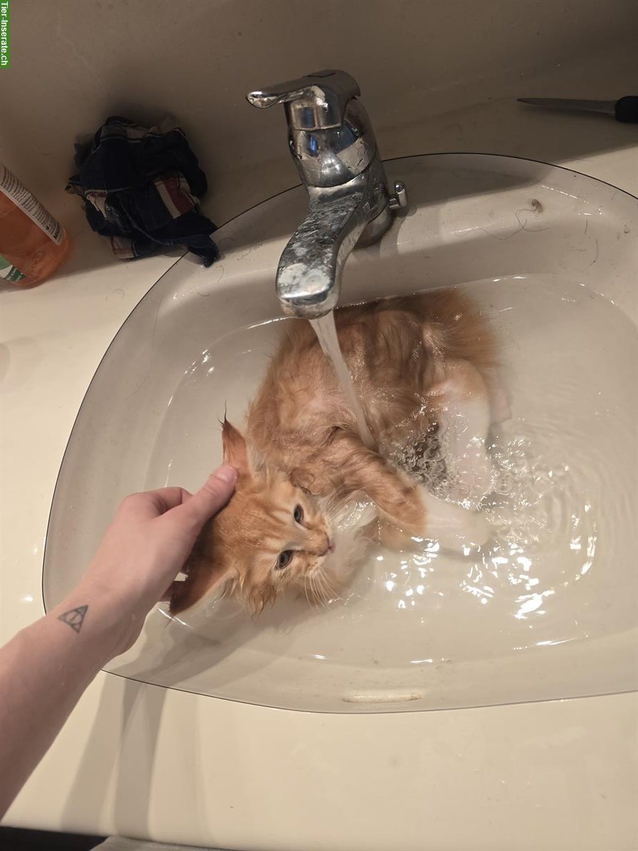 Bild 6: Reinrassiger Maine Coon Kater Zeus