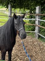 Hübsche Shetty Stute und American Mini Horse Hengst