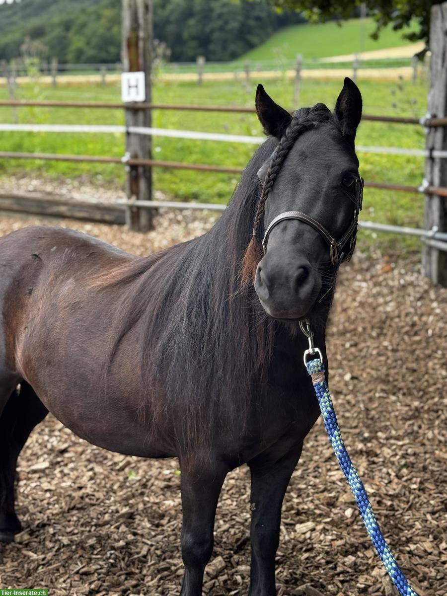Bild 2: Hübsche Shetty Stute und American Mini Horse Hengst