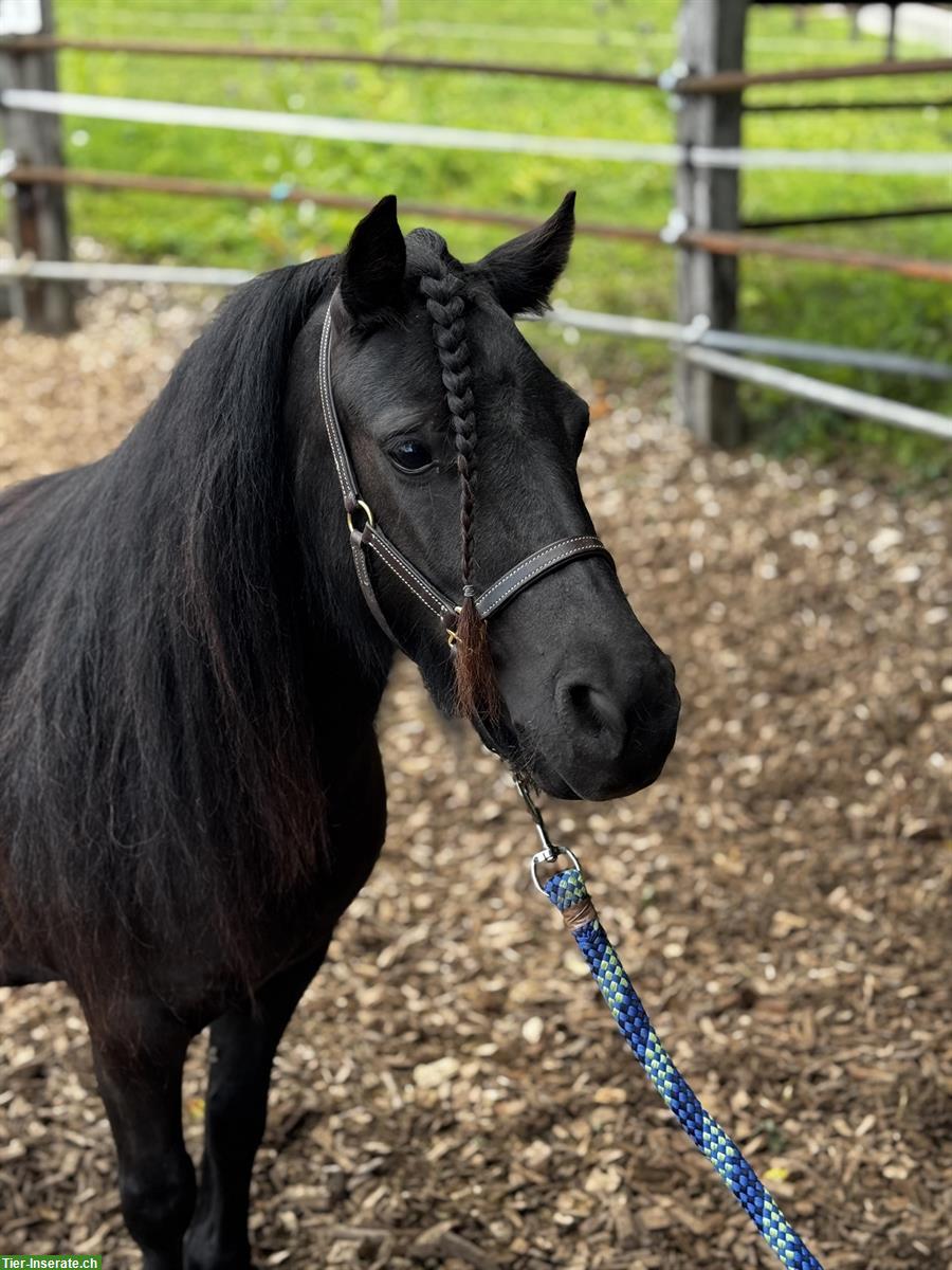 Bild 3: Hübsche Shetty Stute und American Mini Horse Hengst