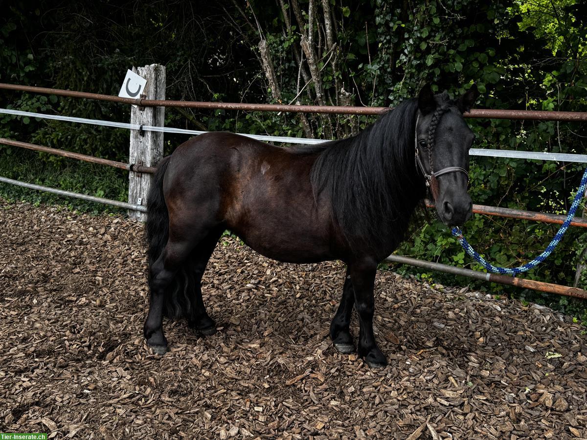 Bild 4: Hübsche Shetty Stute und American Mini Horse Hengst