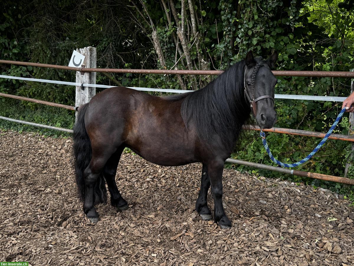 Bild 5: Hübsche Shetty Stute und American Mini Horse Hengst