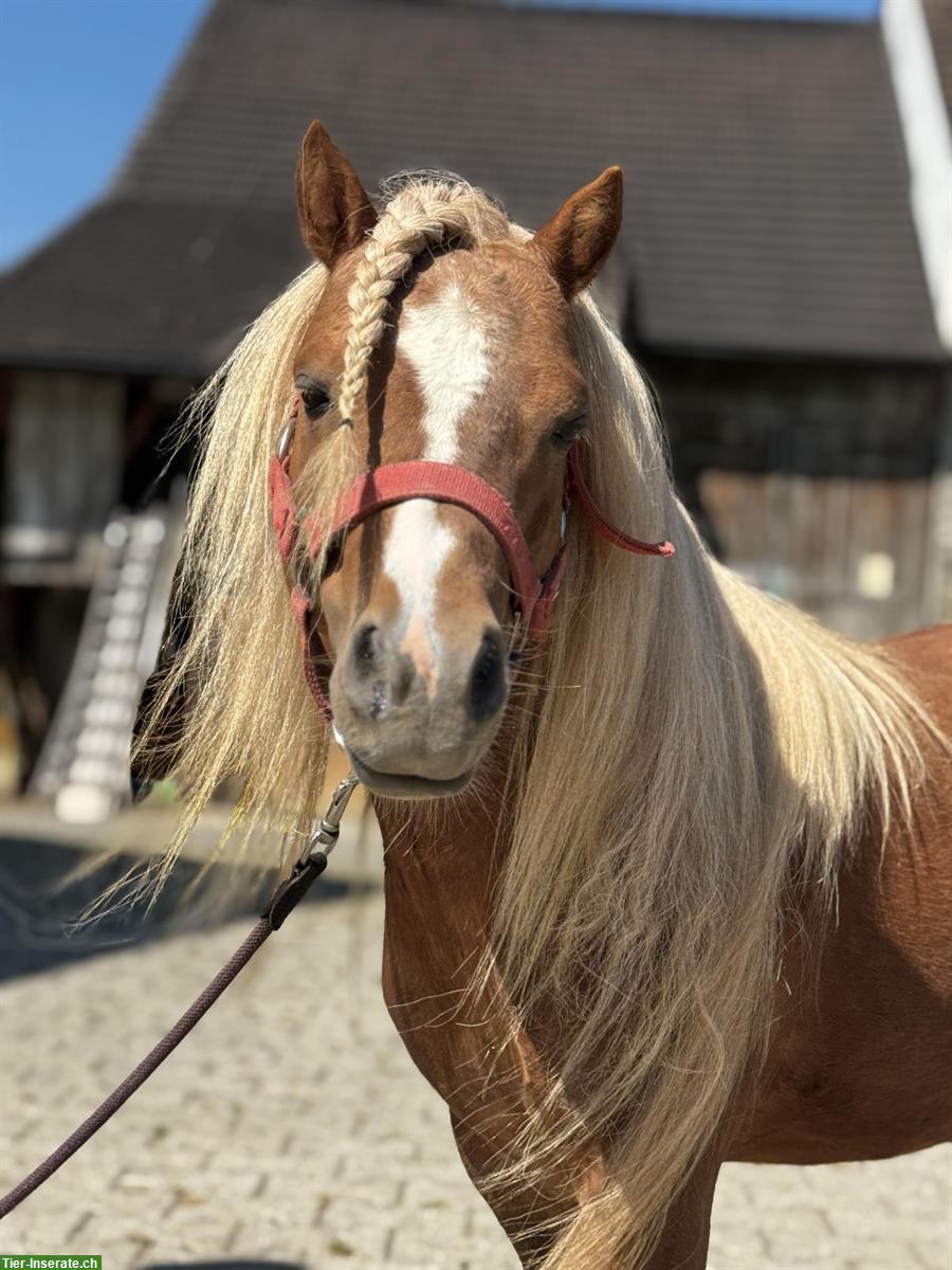 Bild 6: Hübsche Shetty Stute und American Mini Horse Hengst
