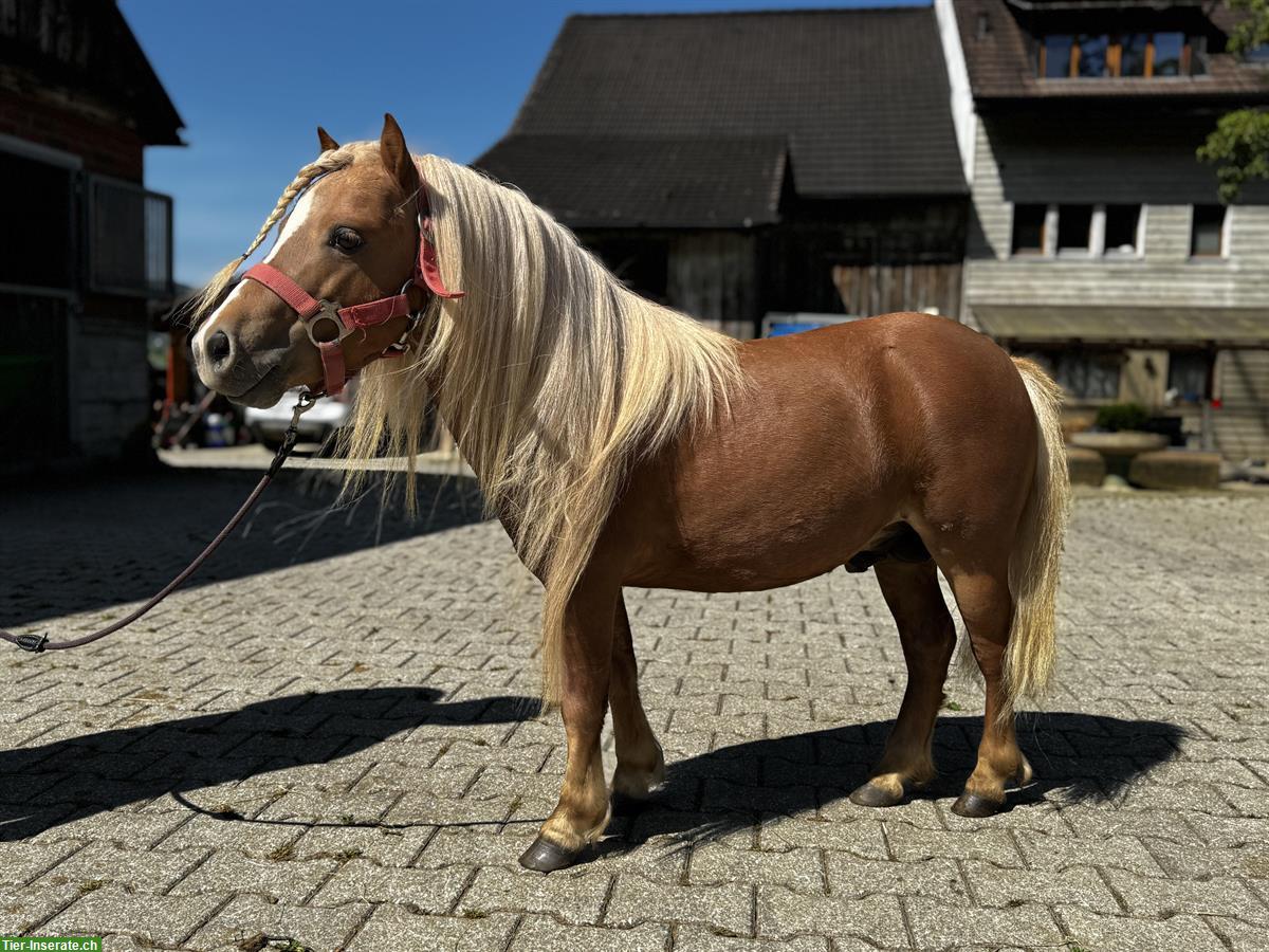 Bild 7: Hübsche Shetty Stute und American Mini Horse Hengst