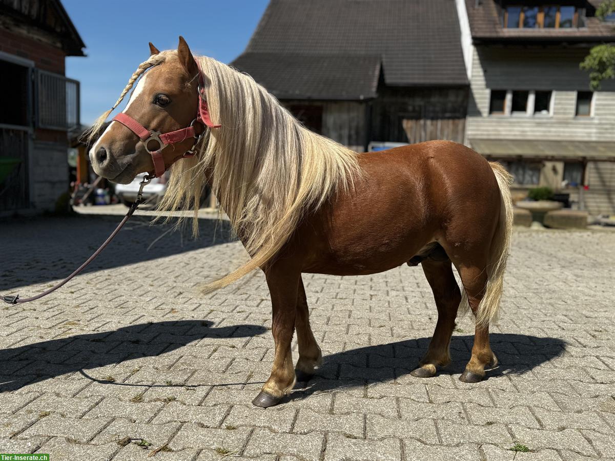 Bild 8: Hübsche Shetty Stute und American Mini Horse Hengst