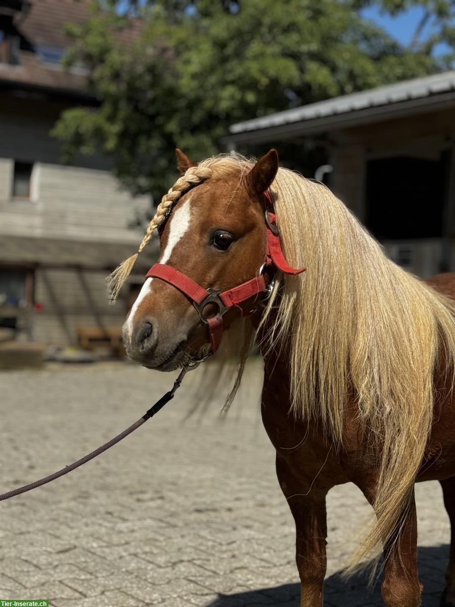 Bild 9: Hübsche Shetty Stute und American Mini Horse Hengst