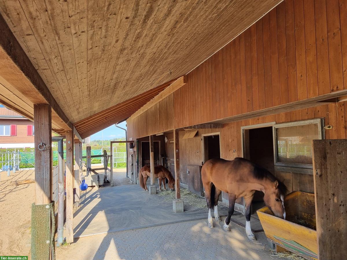 Suche Fahrpony mit Stockmass 120 - 125cm, Wallach