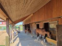 Suche Fahrpony mit Stockmass 120 - 125cm, Wallach