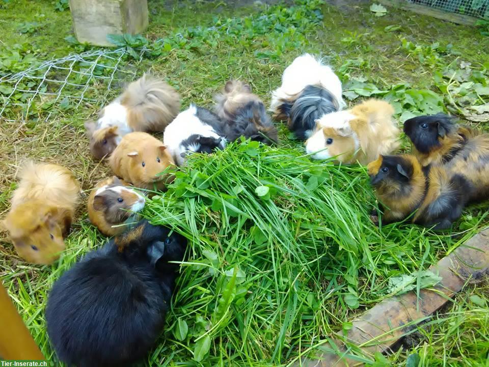 Junge Meerschweinchen abzugeben aus Hobbyzucht