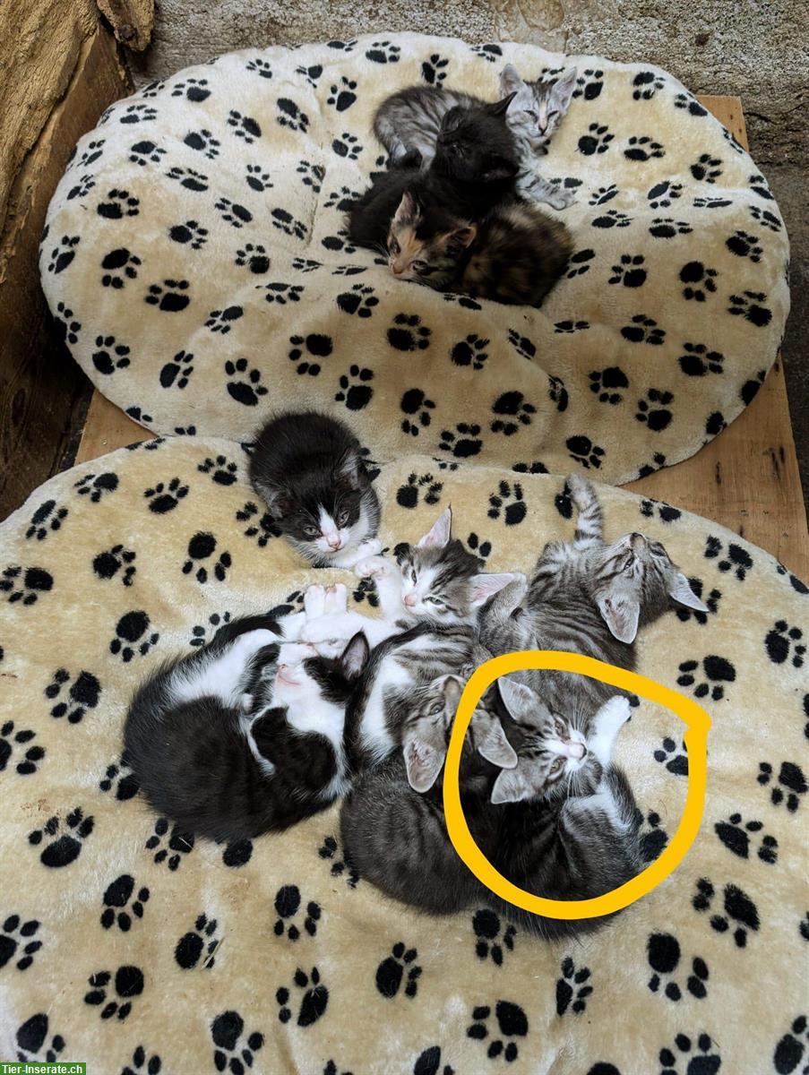 Bild 3: Verspieltes, zutrauliches Babykätzchen vom Bauernhof