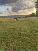 Pferde Platz frei in 2er-Auslaufstall in Würenlos🐴☀️