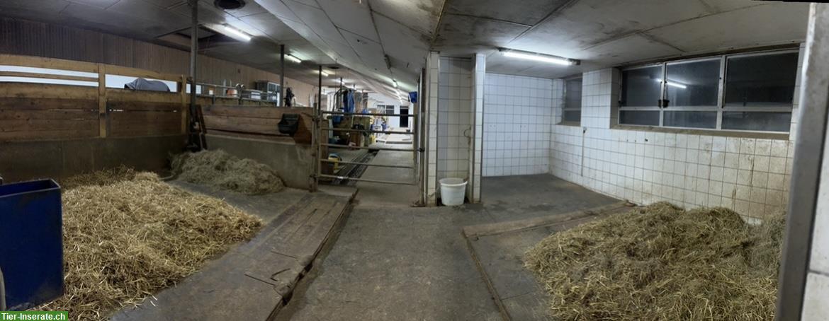 Bild 3: Pferde Platz frei in 2er-Auslaufstall in Würenlos🐴☀️
