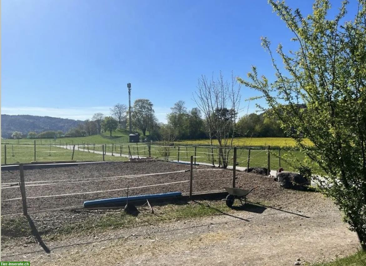 Bild 4: Pferde Platz frei in 2er-Auslaufstall in Würenlos🐴☀️