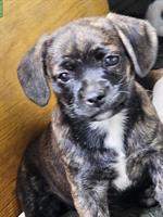 Französische Bulldogge mix x Bichon Frisé Mischlingswelpen
