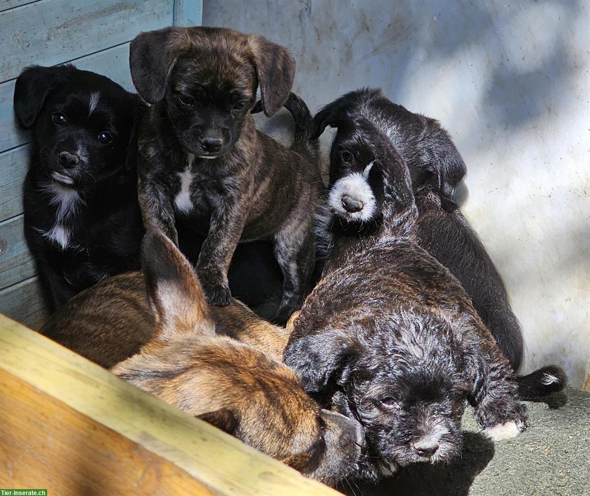 Bild 3: Französische Bulldogge mix x Bichon Frisé Mischlingswelpen