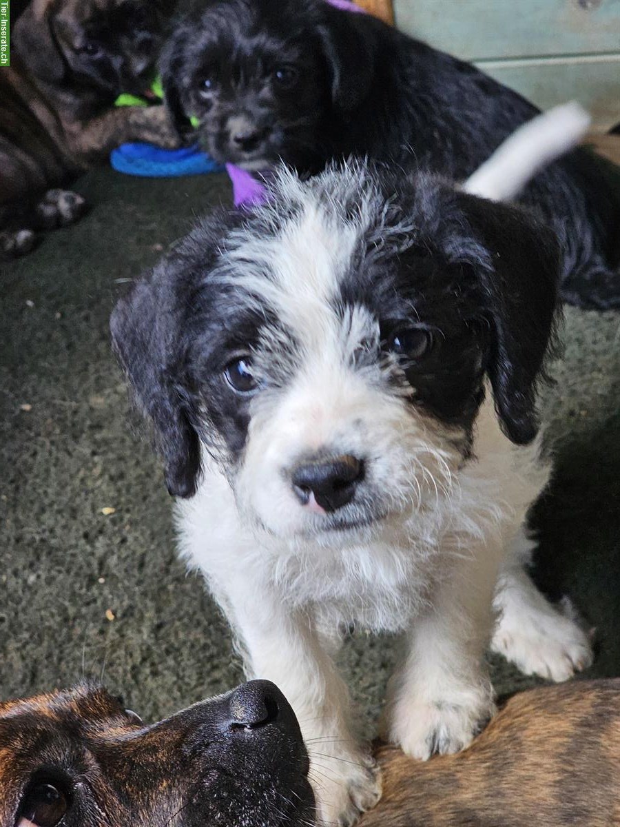 Bild 5: Französische Bulldogge mix x Bichon Frisé Mischlingswelpen