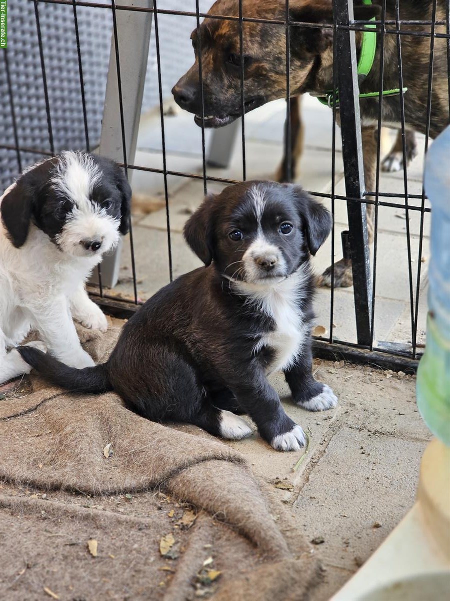 Bild 6: Französische Bulldogge mix x Bichon Frisé Mischlingswelpen