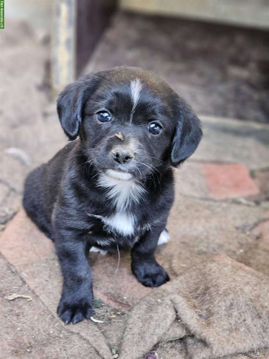 Bild 7: Französische Bulldogge mix x Bichon Frisé Mischlingswelpen