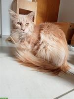 Maine Coon Kater Charlie sucht ein Zuhause