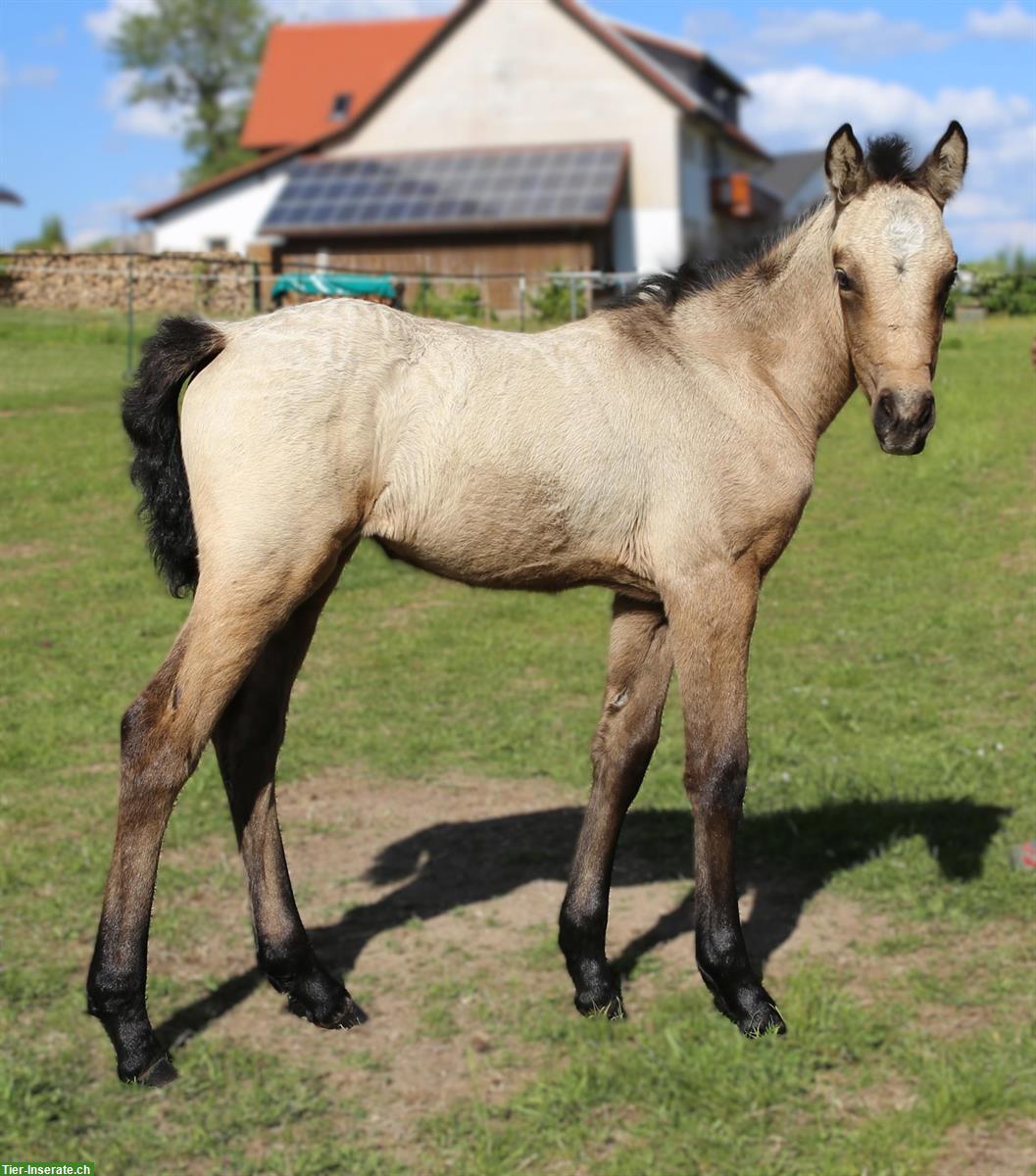 Bild 2: Junges Connemara - Kleinpferd für Freizeit & Sport, kerngesund
