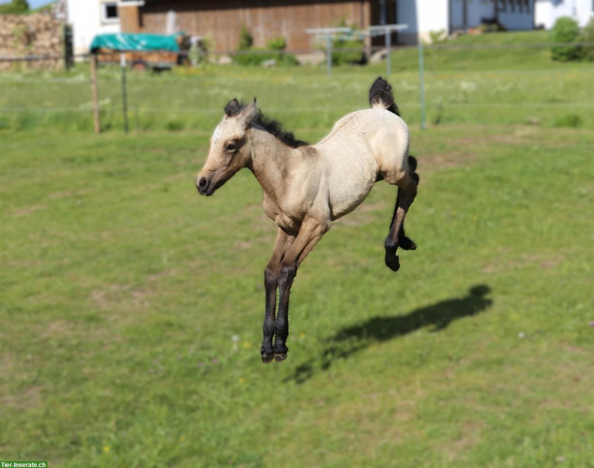 Bild 6: Junges Connemara - Kleinpferd für Freizeit & Sport, kerngesund