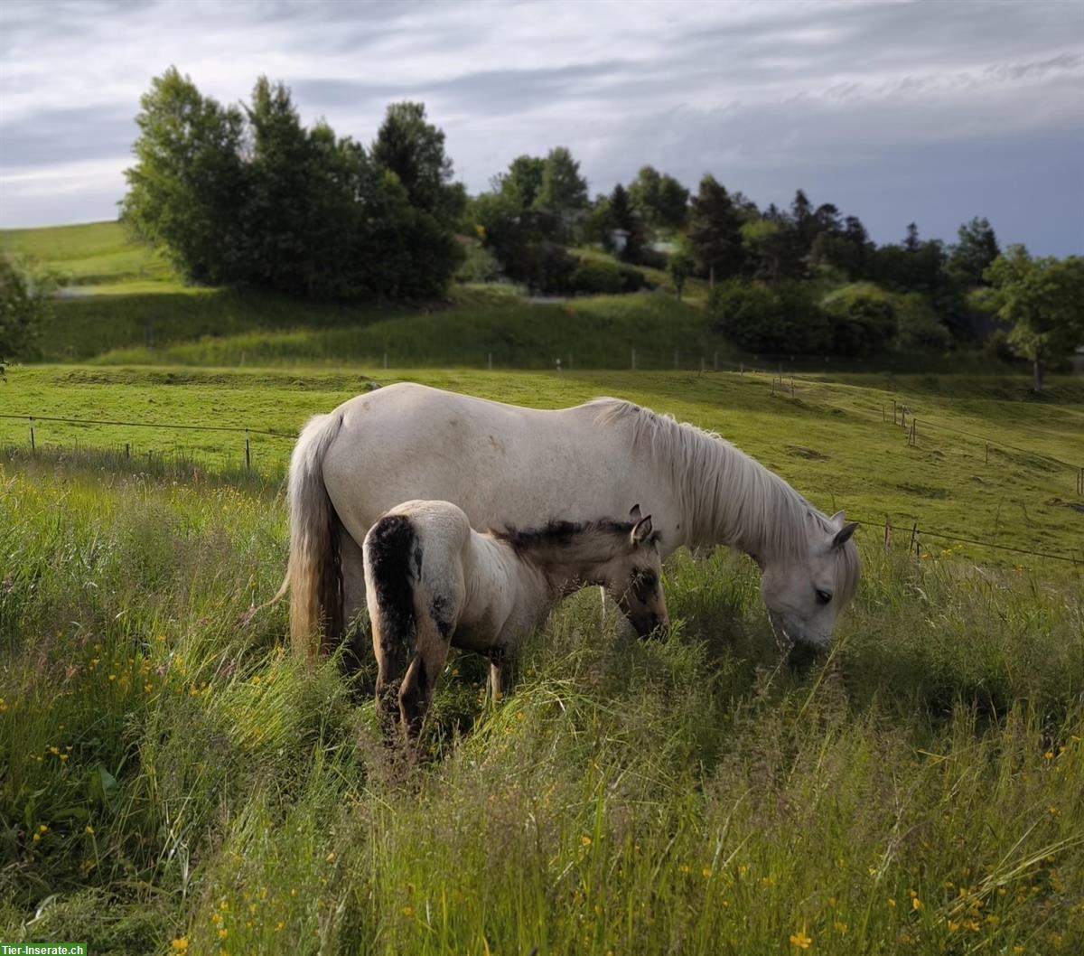 Bild 7: Junges Connemara - Kleinpferd für Freizeit & Sport, kerngesund