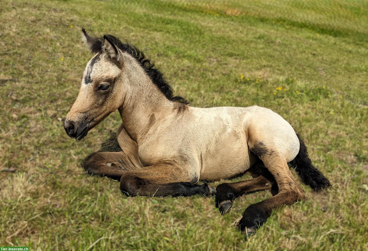 Bild 8: Junges Connemara - Kleinpferd für Freizeit & Sport, kerngesund
