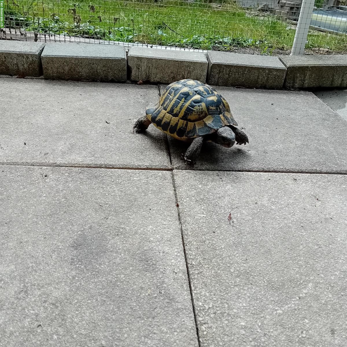 Ausgebrochene Schildkröte in Niederösch, Besitzer gesucht!