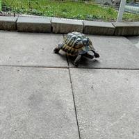 Ausgebrochene Schildkröte in Niederösch, Besitzer gesucht!