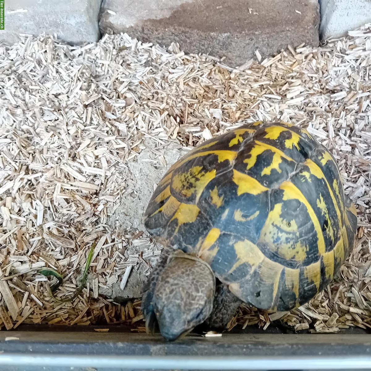 Bild 2: Ausgebrochene Schildkröte in Niederösch, Besitzer gesucht!