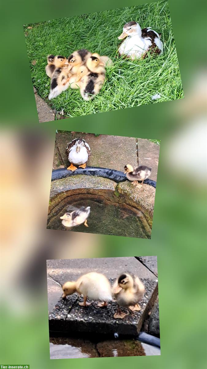 Bild 4: Junge Zwergenten wildfarbig-gescheckt zu verkaufen