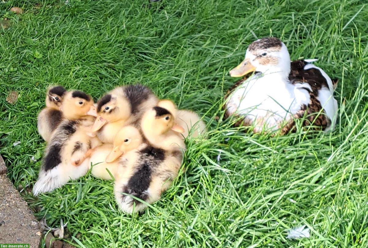 Bild 5: Junge Zwergenten wildfarbig-gescheckt zu verkaufen