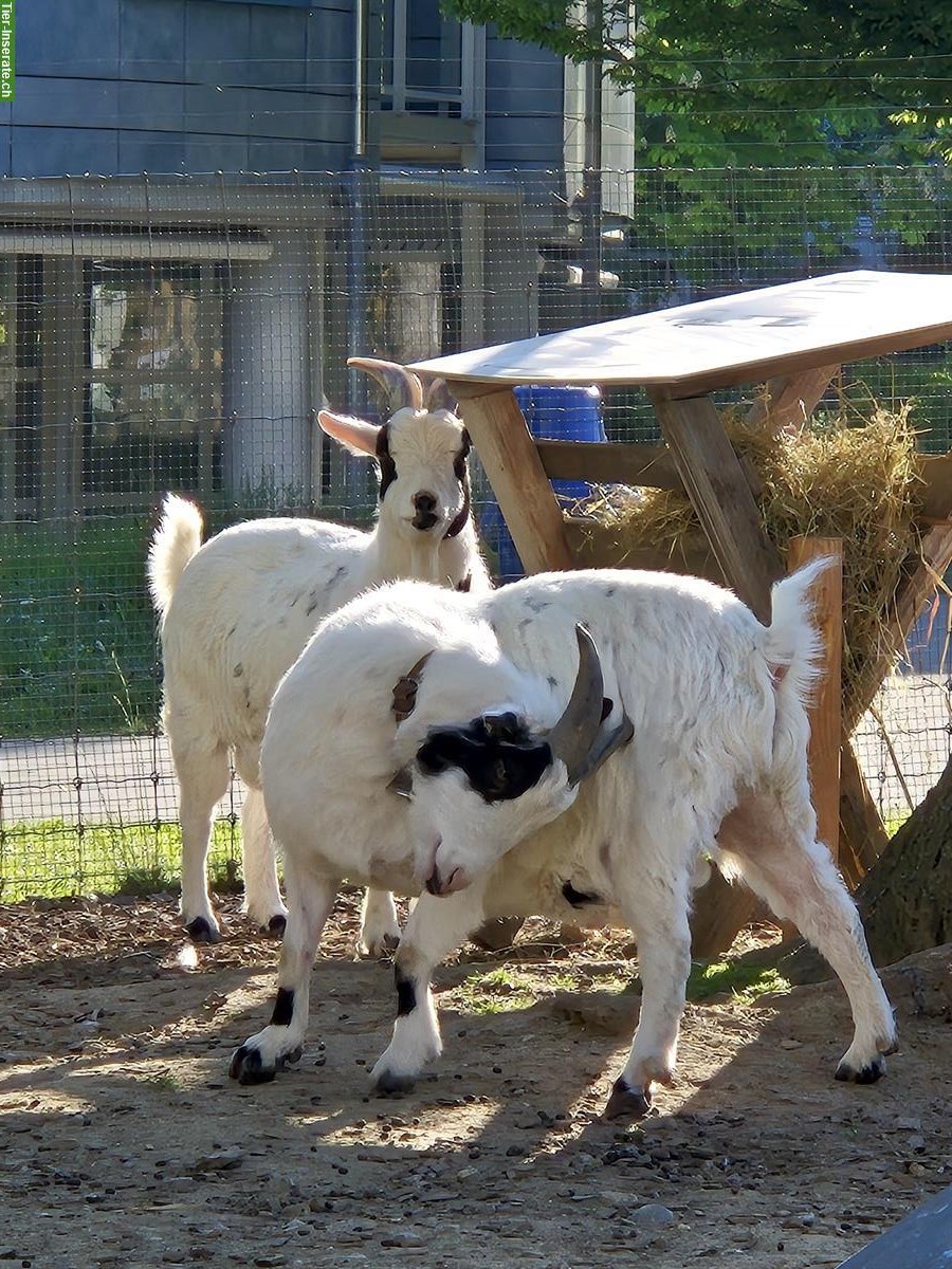 2 kastrierte Zwergziegen Böckli zu verschenken
