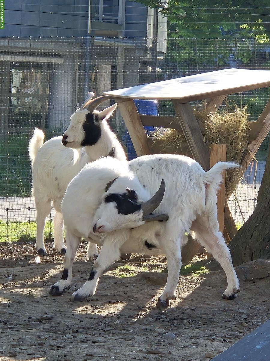 Bild 2: 2 kastrierte Zwergziegen Böckli zu verschenken