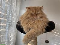 Britisch Katzen Geschwister suchen ein neues Zuhause