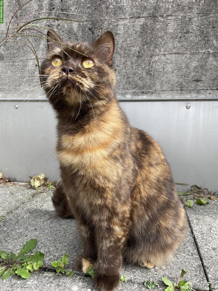 Bild 2: Britisch Katzen Geschwister suchen ein neues Zuhause