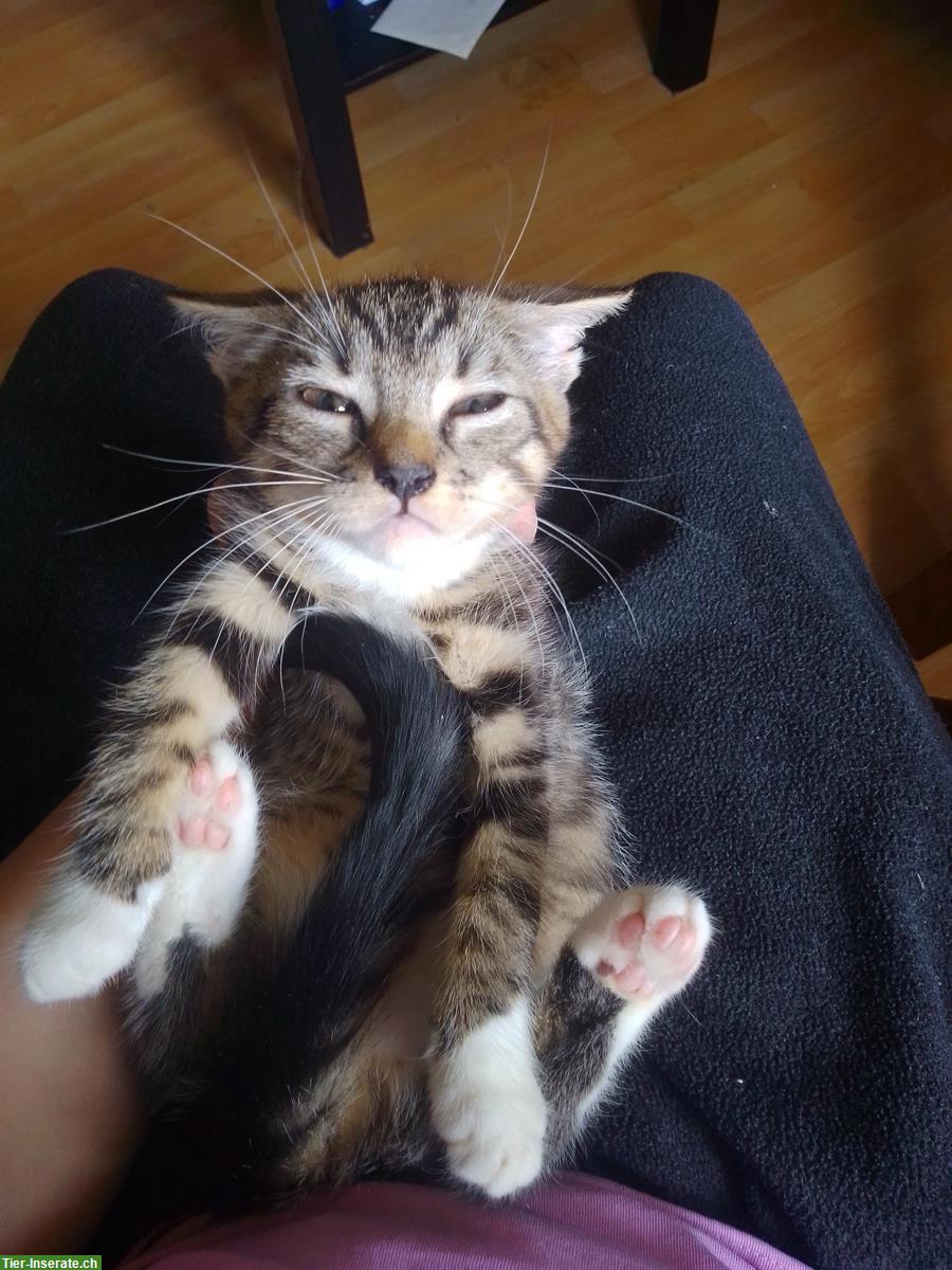 Junge Katzen in gute Hände zu verkaufen