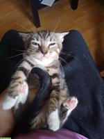 Junge Katzen in gute Hände zu verkaufen