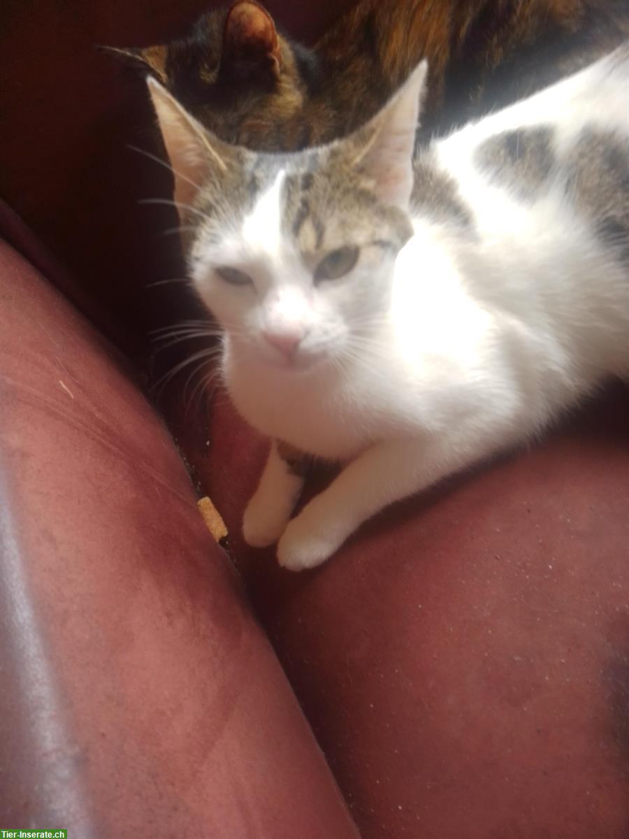 Bild 4: Junge Katzen in gute Hände zu verkaufen